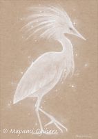 Snowy Heron